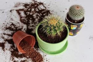 Come trapiantare un cactus in un'altra pentola