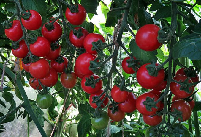 Pomodori maturi sul cespuglio, beneficio notevolmente nel gusto e l