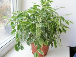 Ficus benjamina inverno: come aiutare la poveretta, perdono le foglie