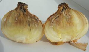 Perché marcire cipolle e l'aglio in deposito? Le risposte aiuterà a salvare il raccolto