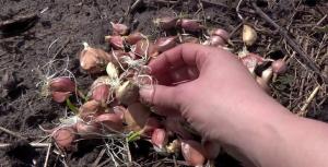 Aprile - il tempo di aglio invernale impianto per grandi teste di 300 gr.