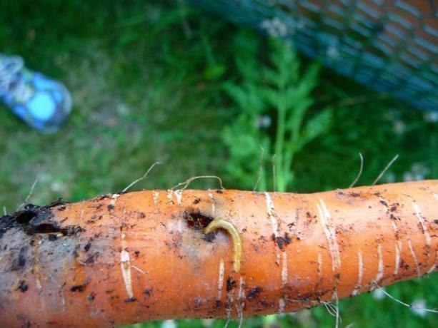 Beetles - larve di scarabeo, elateri. Oro worm non solo danni meccanici - gallerie profonde, e mangia radice dentro. In genere, il foro di più e diventa una "porta d