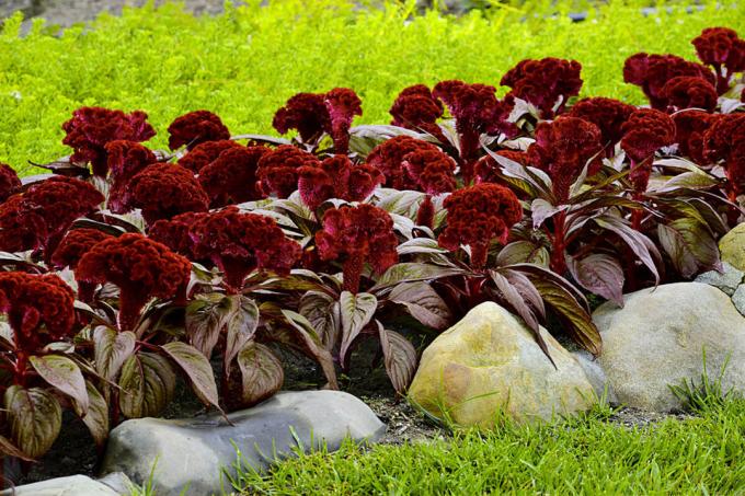 Celosia cristata, sorta di "Dracula". Visualizza: http://semena-sazhency.ru