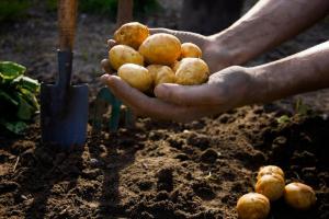 Vyraschivenie divieto di patate. Verità o finzione?