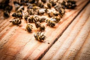 Vanga aveva ragione? Perché le api stanno morendo in massa?