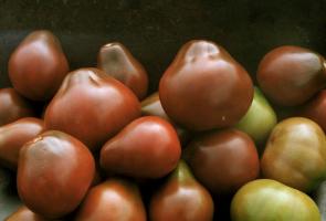 Varietà di pomodori, che sono controllati e gli abbonati lode